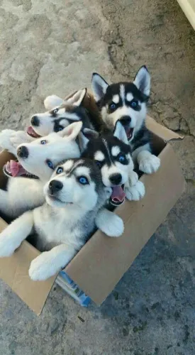 Filhotes de Husky Siberiano juntinhos em uma caixa ? ? ?