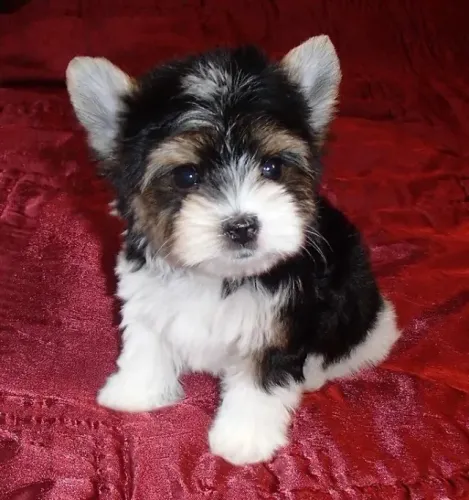 Biewer Yorkshire Terrier com pedigree, microchip e garantias!
