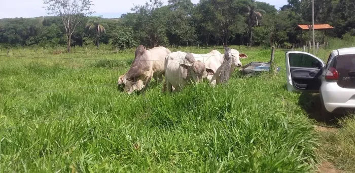 Fazendinha terra de Cultura,Aroeira,poço alta Vazão,Piscina,Curral e Pastagem..