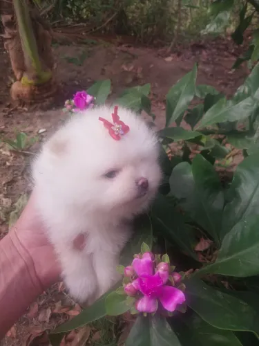 Vendo filhote de spitz alemão anão
