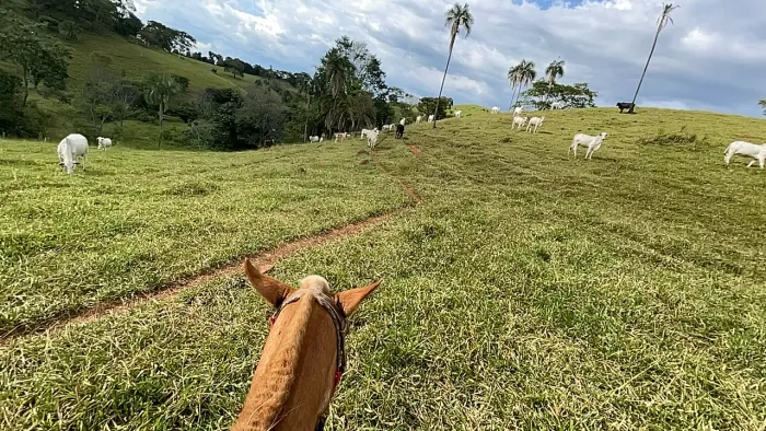 Fazenda 22 alqueires em Petrolina -GO 