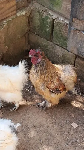 Galo de raça Sedosa
