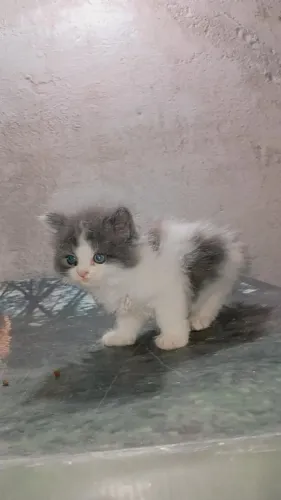 Angora
