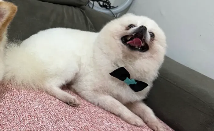 COBERTURA SPITZ BRANCO