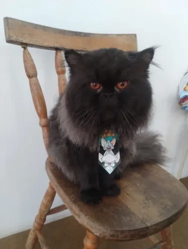 Gato persa