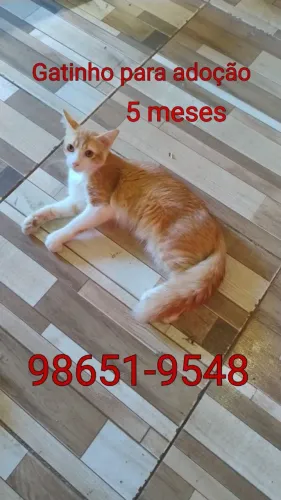 Gatinho para adoção