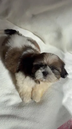 Machinho de Shih tzu disponível