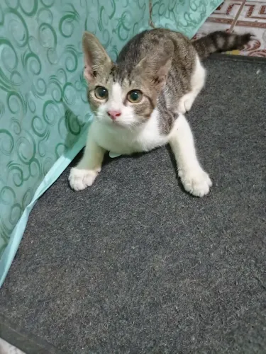 Gatinha pra adoção responsável 