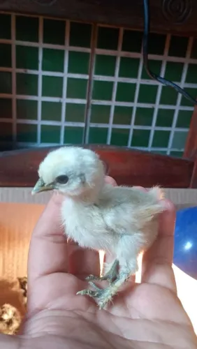 Pintinho de sedosa 