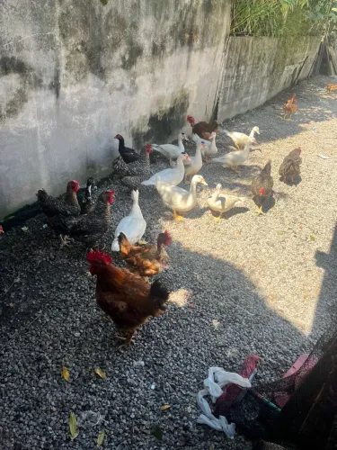 Galinhas e patos 