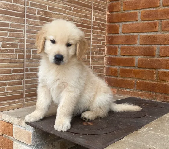 Golden Retriever ( vendas )