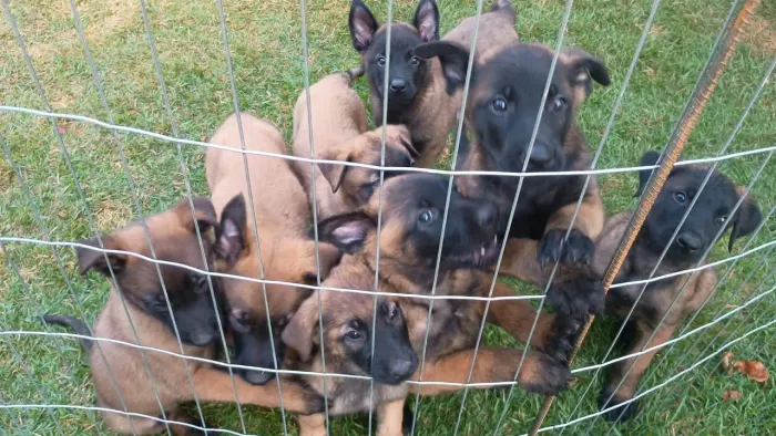 Filhotes Pastor malinois 