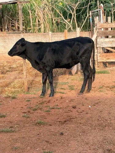 Vendo Novilha 