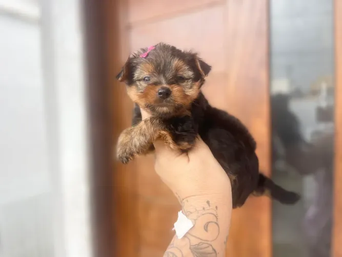 Lindos yorkshire macho e fêmea com pedigree 
