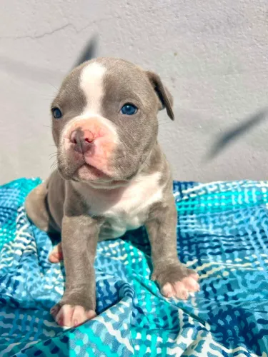 Doa se filhote de American Bully XL