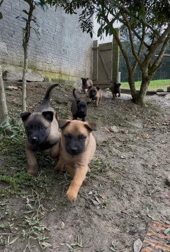 FILHOTES MALINOIS, 2 MACHINHOS DISPONÍVEIS!!