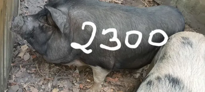 Leitoa prenha 2300