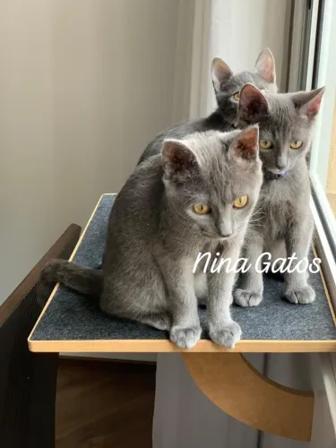 Chartreux filhotes