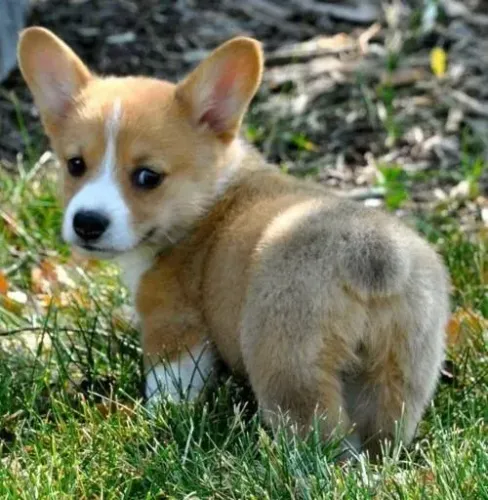 Corgi Pembroke