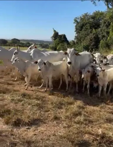 VACAS RECÉM PARIDAS - NELORE