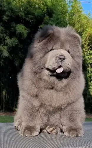 Chow Chow sensacional - parcelo até 18x ppp t