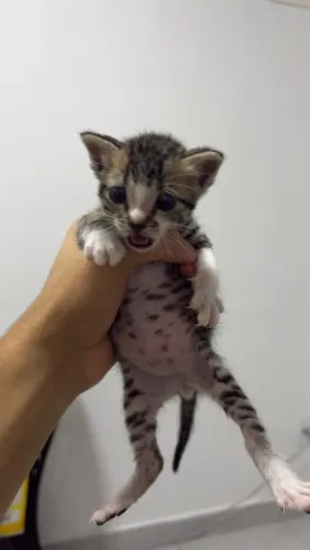 Gatos