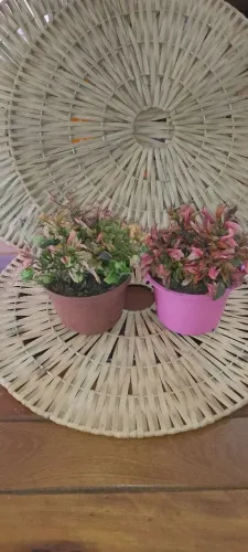Kit 2 Plantas Pôr-do-Sol ? Cores Diferentes