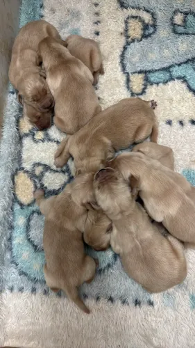 Filhotes de Golden Retriever