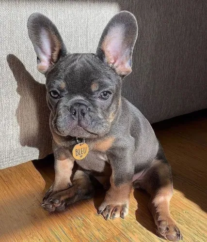 Filhotes De Bulldogue Francês - Fofura Que Conquista Fácil 
