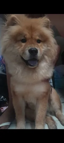 Chow Chow Fêmea