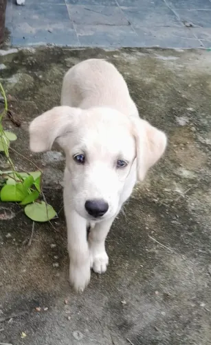 Lindo cachorrinho branco de olhos azuis