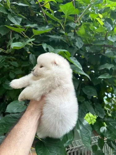Doação Lulu da Pomerania