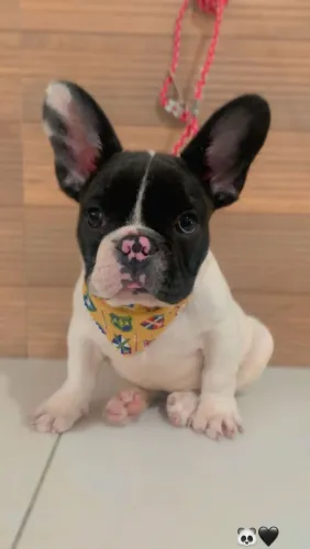 Bulldog Frances troca ou venda 