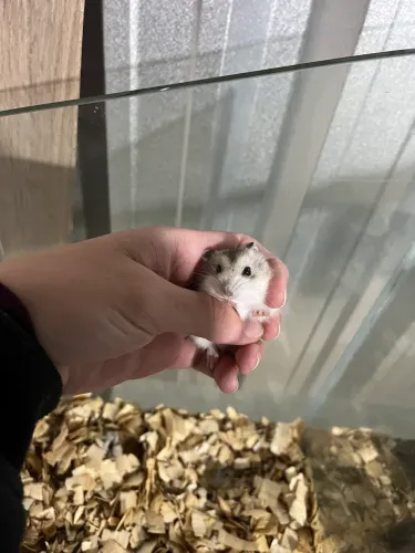 Hamster anão russo