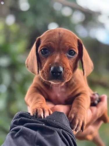 Filhote dachshrund pedigree