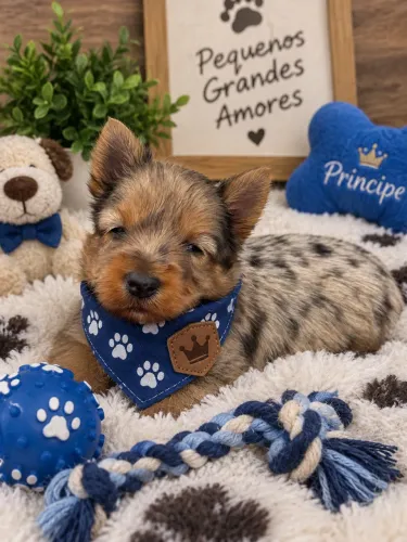 Lindinho! Filhotes de yorkshire merle macho