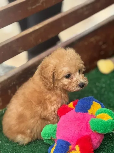 Poodle Red - Leve hoje para casa.