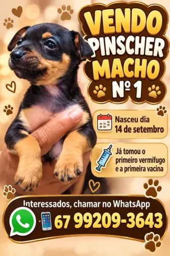 Vendo pinscher macho n1