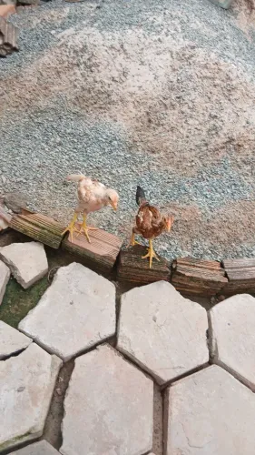 Pontinhos  indo gigante 