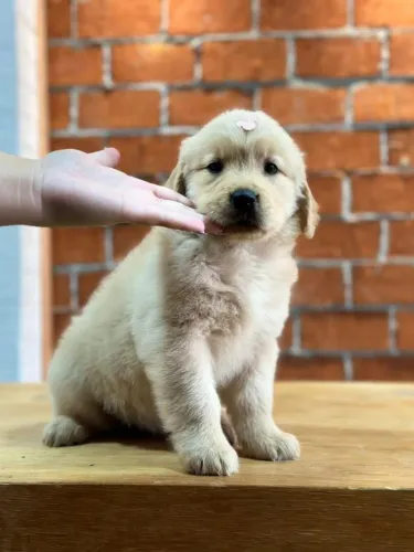 FILHOTE DE GOLDEN RETRIEVER MINI AMOR