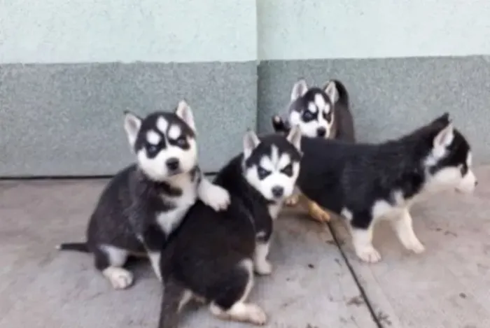 Filhote de Husky Siberiano Que Vai Conquistar Sua Família