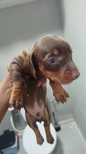 Basset teckel salsinha Dachshund