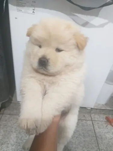 Filhote Chow-chow, Dê um lar para um filhote e ganhe um amor para a vida toda!