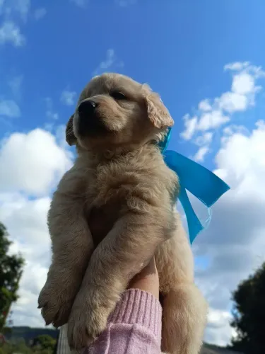 Últimos Filhotes Machos de Golden Retriever