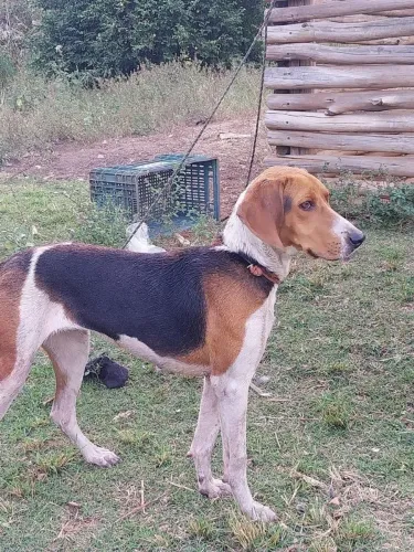 Vendo cadela foxhound americano