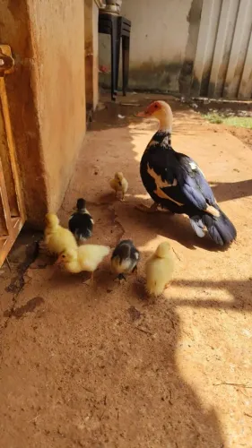 Patinhos