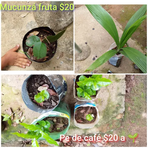 Mudas de plantas