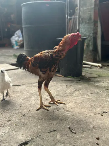 Vendo galo porte grande 