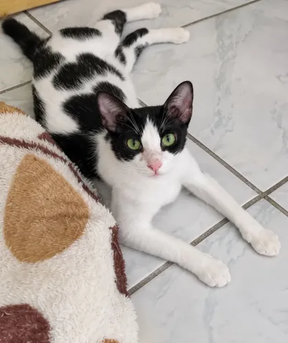 Gata SUPER carinhosa castrada e vacinada para adoção 