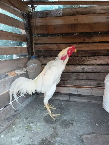 Galo de raça 
